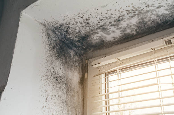 Affordable Mold Remediation solutions in Clinton, NC